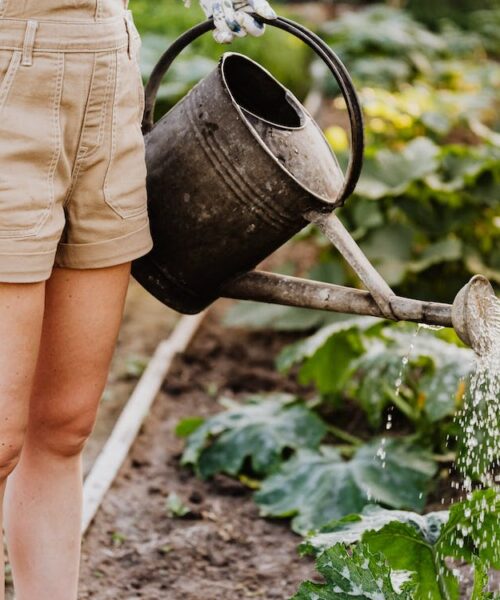 Sfaturi pentru întreținerea și îngrijirea eficientă a grădinii