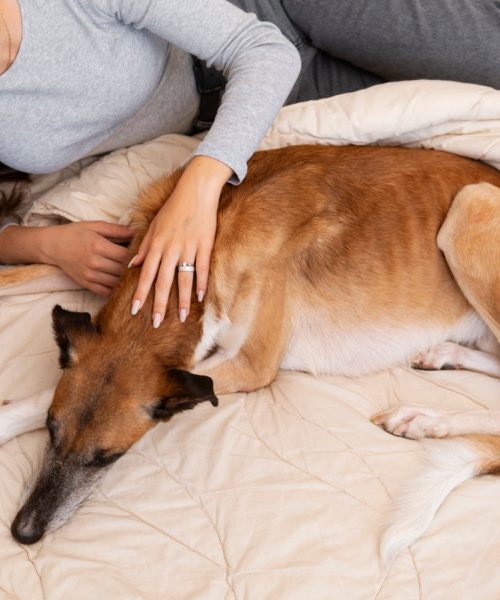 Cum apar problemele renale la câini?