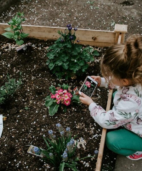 Sfaturi despre cum să îți menții grădina mereu frumoasă și verde