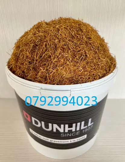 Tutun firicel în cultura